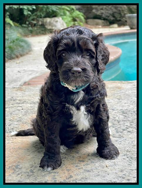 Gigi Traveler pups 5 wks old 201