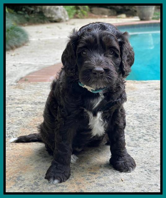 Gigi Traveler pups 5 wks old 211