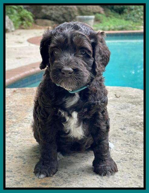 Gigi Traveler pups 5 wks old 221