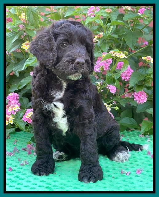 Gigi Traveler pups 6 wks old 271