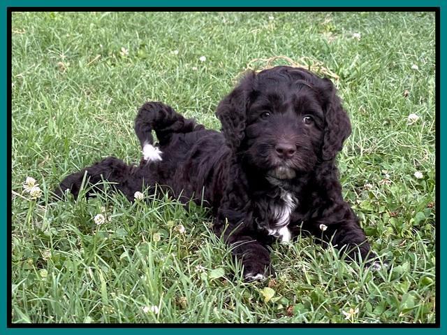 Gigi Traveler pups 6 wks old 321