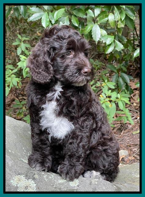 Gigi Traveler pups 8 wks old 71