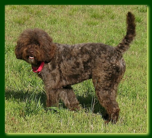 Gizzie Roux new doo 2 years old 012