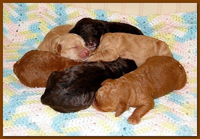 Gizzie Ripley puppies 5 days old 002