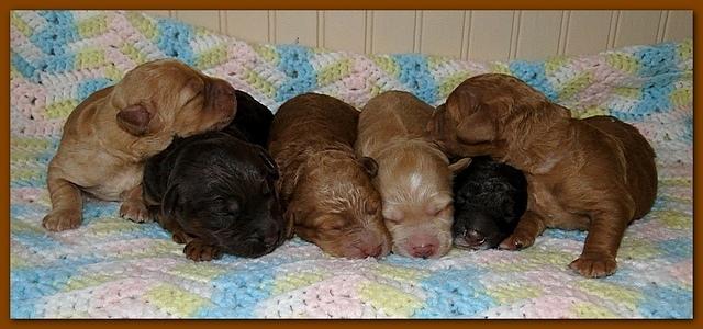 Gizzie Ripley puppies 5 days old 003