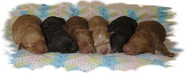 Gizzie Ripley puppies 5 days old 006