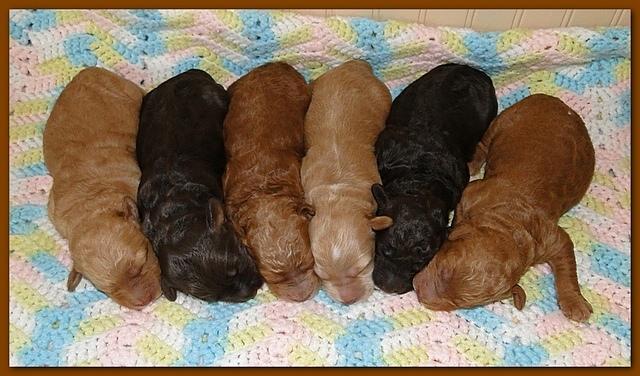 Gizzie Ripley puppies 5 days old 008