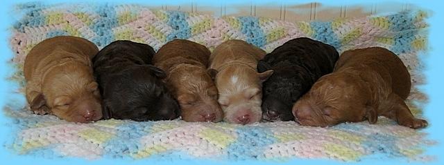 Gizzie Ripley puppies 5 days old 009