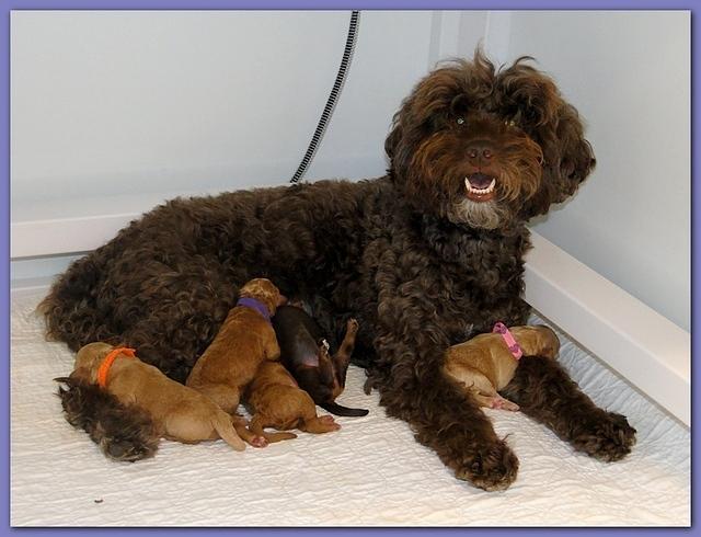 Roo Ripley puppies 1 day old 008