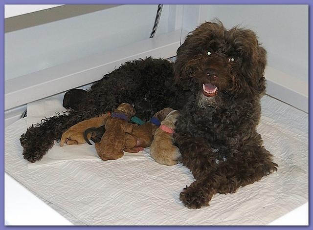 Roo Ripley puppies newborn 9 29 10 027