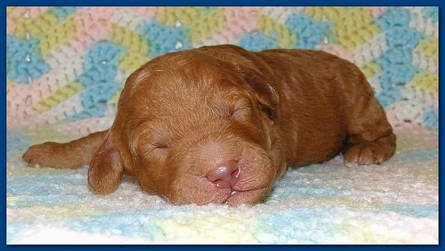 Gizzie Ripley puppies 1 week old 006