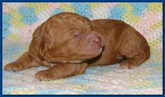 Gizzie Ripley puppies 1 week old 007