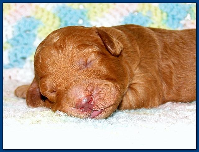 Gizzie Ripley puppies 1 week old 011