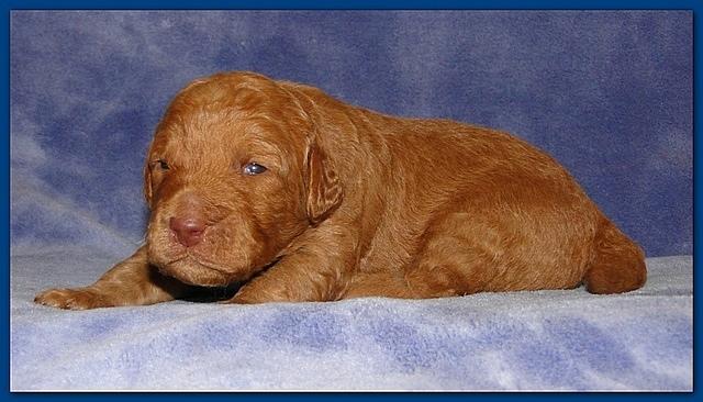 Gizzie Ripley puppies 2 weeks old 2 006