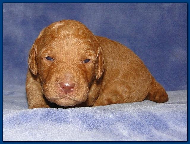 Gizzie Ripley puppies 2 weeks old 2 007
