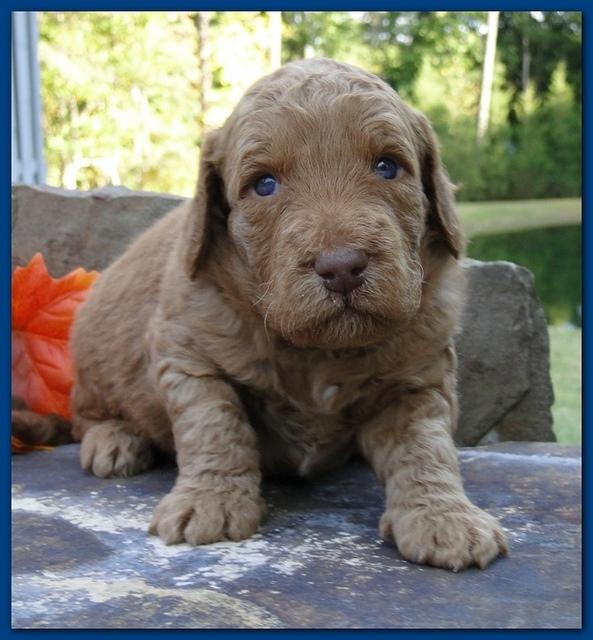 Gizzie Ripley puppies 3 weeks old 044