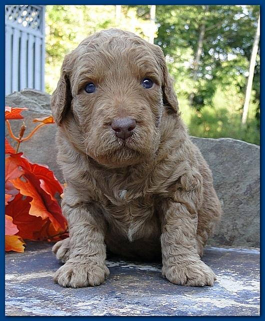 Gizzie Ripley puppies 3 weeks old 045