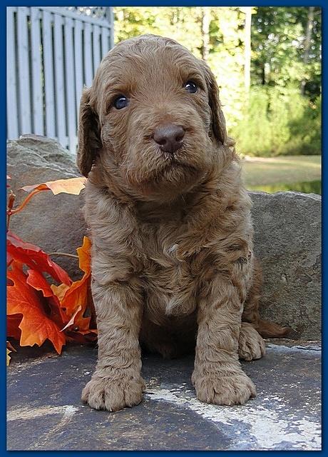 Gizzie Ripley puppies 3 weeks old 046