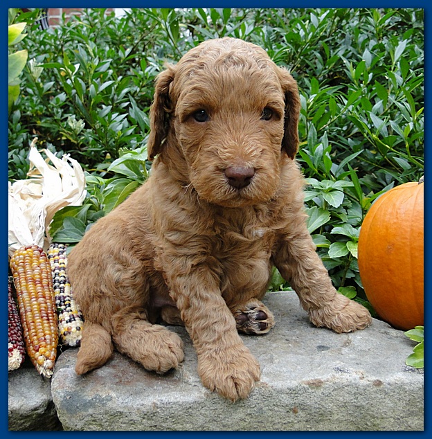 Gizzie Ripley puppies 4 weeks old 004