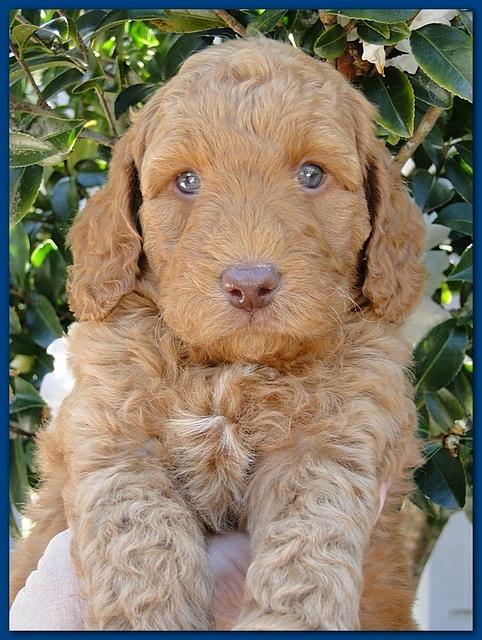 Gizzie Ripley puppies 5 weeks old 004