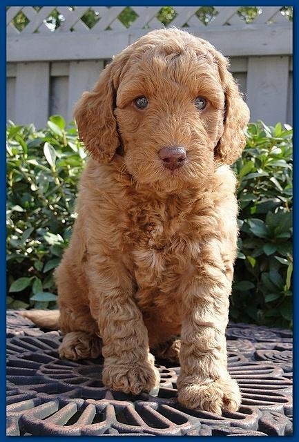 Gizzie Ripley puppies 5 weeks old 007