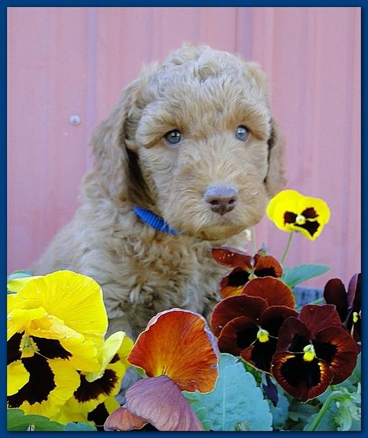 Gizzie Ripley puppies 6 weeks old 010