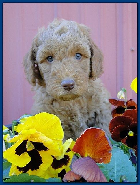 Gizzie Ripley puppies 6 weeks old 011