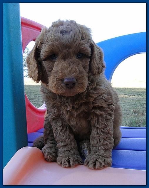 Gizzie Ripley puppies 6 weeks old 051