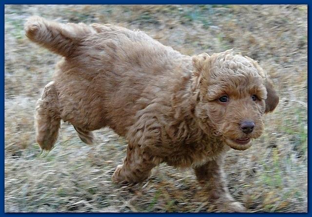 Gizzie Ripley puppies 6.5 weeks old 001
