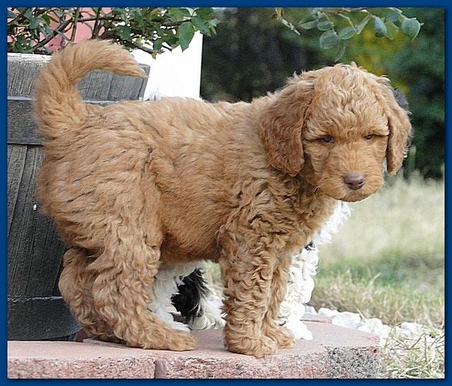 Gizzie Ripley puppies 6.5 weeks old 011