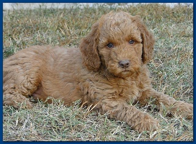 Gizzie Ripley puppies 6.5 weeks old 026
