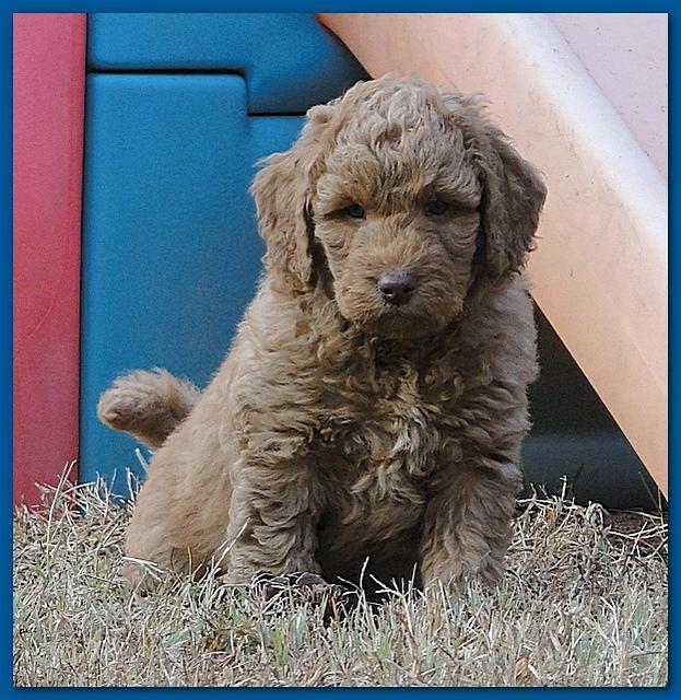 Gizzie Ripley puppies 6.5 weeks old 030