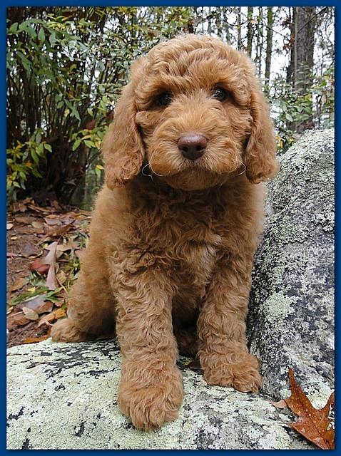 Gizzie Roux Ripley Blue boy 8 weeks old 001