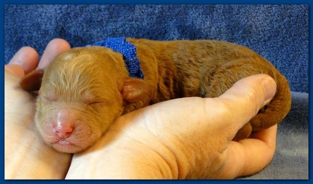 Roo Ripley puppies 1 day old 033