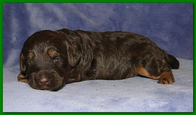 Gizzie Ripley puppies 2 weeks old 039