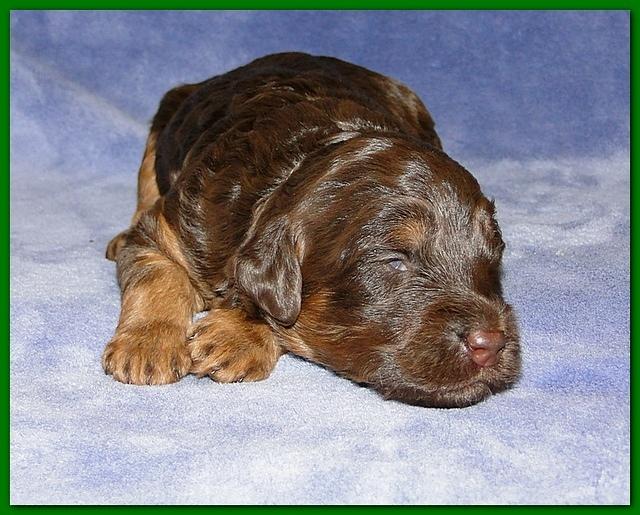 Gizzie Ripley puppies 2 weeks old 042