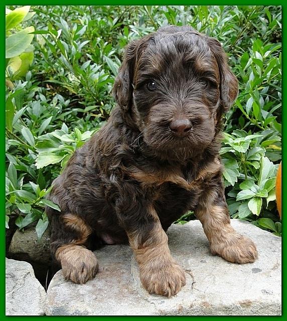 Gizzie Ripley puppies 4 weeks old 057