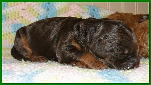 Gizzie Ripley puppies 5 days old 016