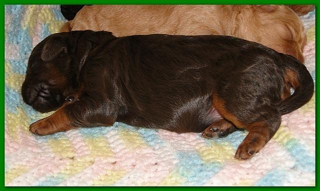 Gizzie Ripley puppies 5 days old 018