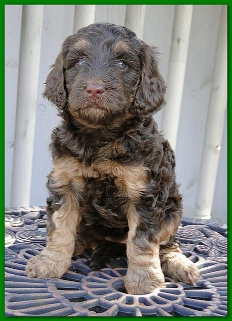 Gizzie Ripley puppies 5 weeks old 069