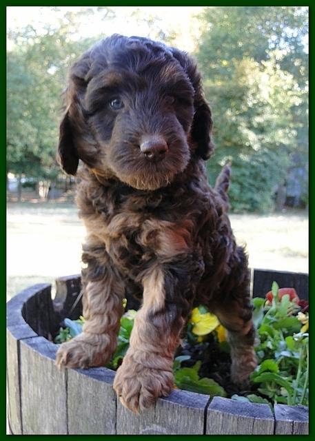 Gizzie Ripley puppies 6 weeks old 056