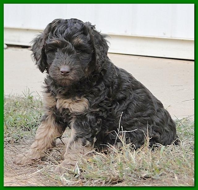 Gizzie Ripley puppies 6.5 weeks old 045