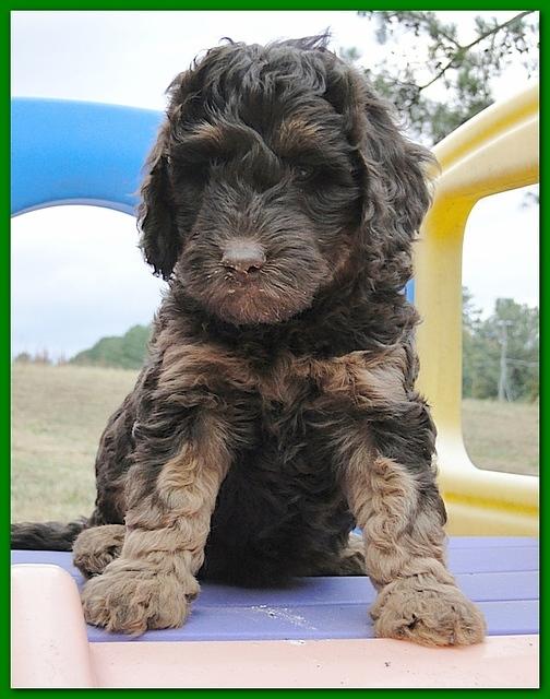 Gizzie Ripley puppies 6.5 weeks old 051