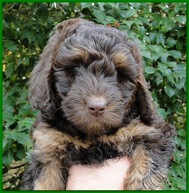 Gizzie Ripley puppies 7 weeks old 038