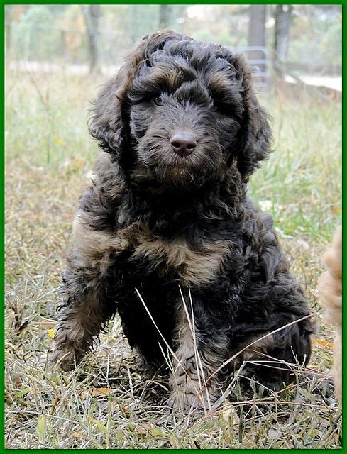 Gizzie Ripley puppies 7 weeks old 043