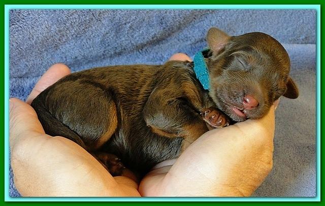 Roo Ripley puppies 1 day old 044