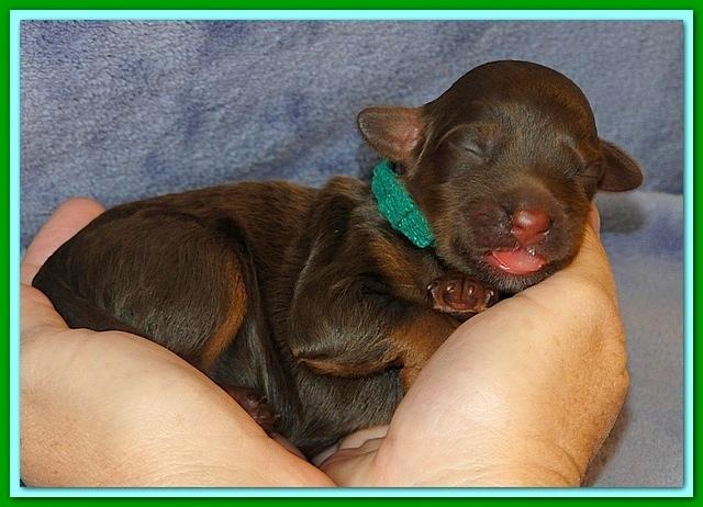 Roo Ripley puppies 1 day old 047