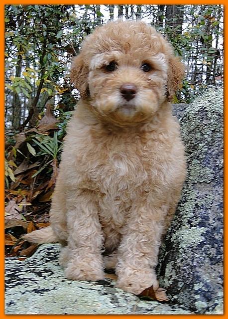 Gizzie Ripley orange girl 8 weeks old 002