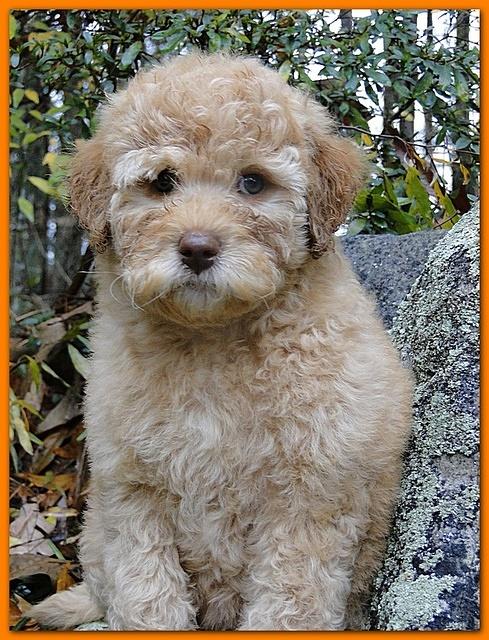 Gizzie Ripley orange girl 8 weeks old 005