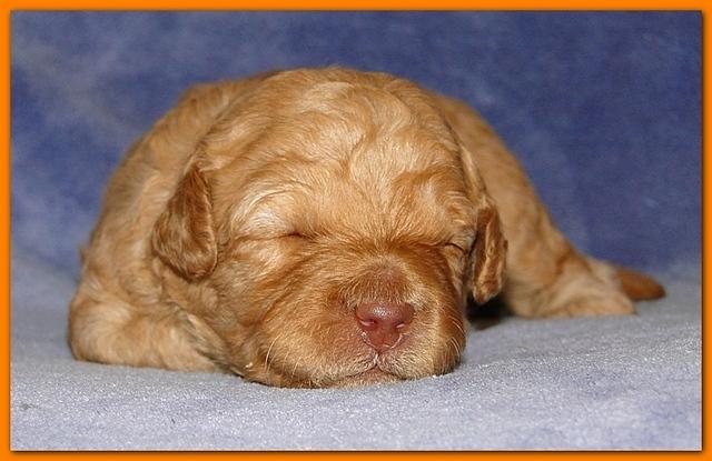Gizzie Ripley puppies 2 weeks old 024